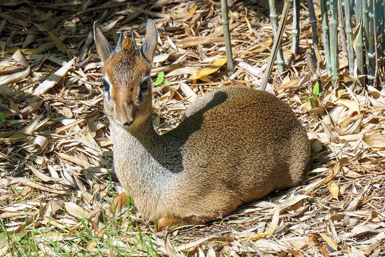 Männliches Kirk-Dikdik am 31. August 2021 auf der Außenanlage im Wuppertaler Zoo