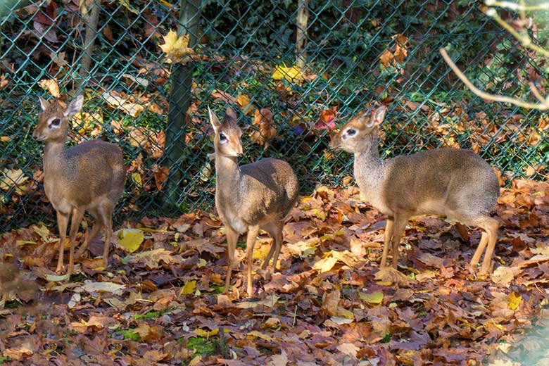 Zwei weibliche und ein männliches Kirk-Dikdik am 1. November 2021 auf der Außenanlage im Zoo Wuppertal