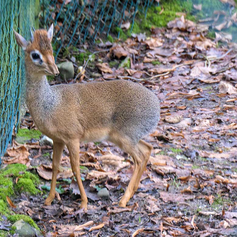 Männliches Kirk-Dikdik am 15. Januar 2022 auf der Außenanlage im Wuppertaler Zoo