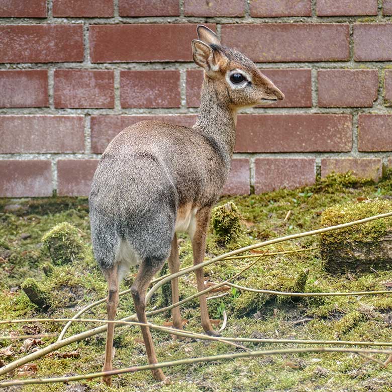 Weibliches Kirk-Dikdik am 20. März 2022 auf der Außenanlage im Grünen Zoo Wuppertal