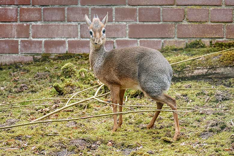 Männliches Kirk-Dikdik am 20. März 2022 auf der Außenanlage im Zoo Wuppertal