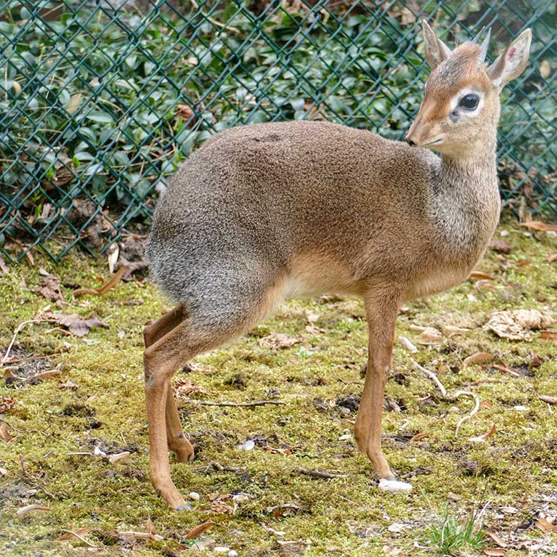 Männliches Kirk-Dikdik am 20. März 2022 auf der Außenanlage im Wuppertaler Zoo