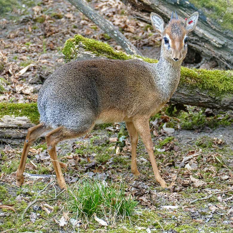 Adultes männliches Kirk-Dikdik am 26. März 2022 auf der Außenanlage im Grünen Zoo Wuppertal