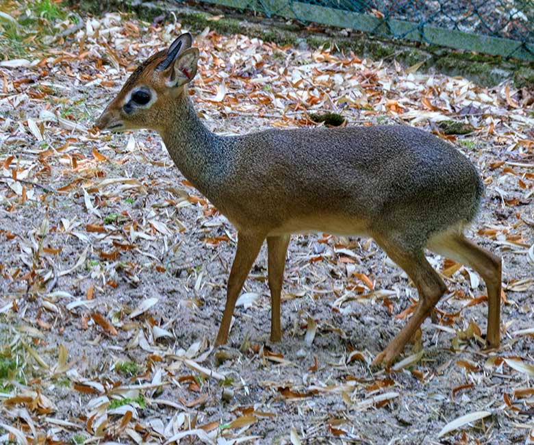 Adultes männliches Kirk-Dikdik am 16. August 2022 im Vorgehege der Außenanlage im Grünen Zoo Wuppertal