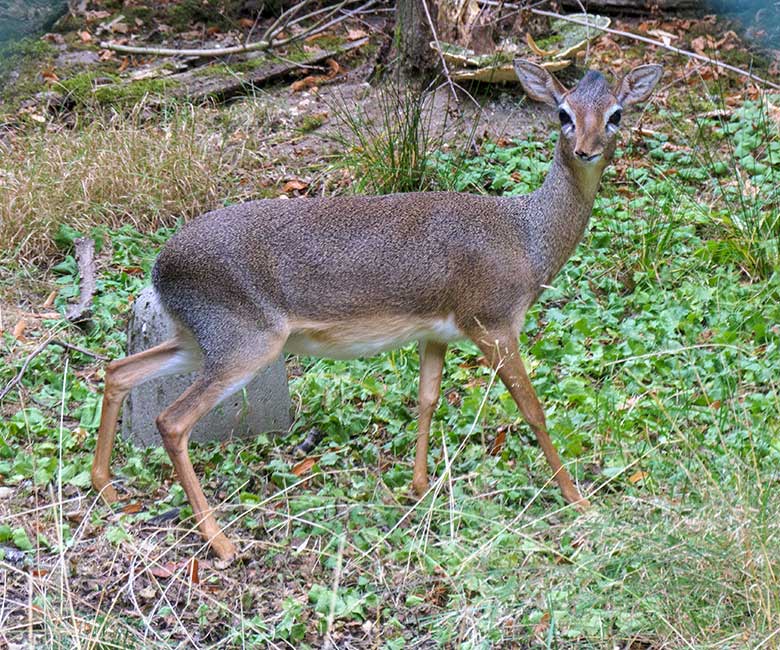 Kirk-Dikdik am 16. August 2022 auf der Außenanlage im Zoo Wuppertal