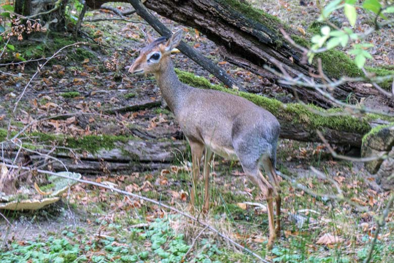 Kirk-Dikdik am 16. August 2022 auf der Außenanlage im Zoologischen Garten Wuppertal