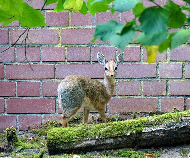 Am 21. Juli 2022 geborenes weibliches Kirk-Dikdik-Jungtier am 1. September 2022 auf der Außenanlage im Wuppertaler Zoo