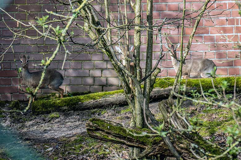 Drei Kirk-Dikdiks am 24. März 2023 auf der Außenanlage im Wuppertaler Zoo