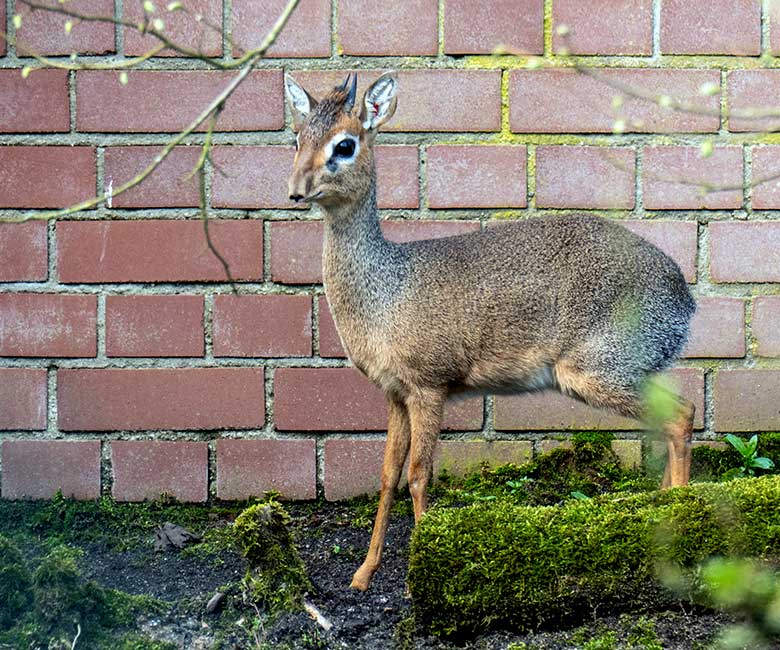 Männliches Kirk-Dikdik am 24. März 2023 auf der Außenanlage im Zoologischen Garten Wuppertal