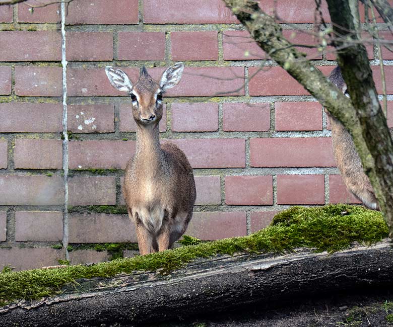 Weibliches Kirk-Dikdik am 24. März 2023 auf der Außenanlage im Zoo Wuppertal