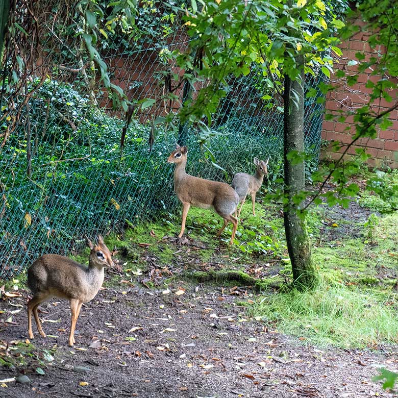 Drei Kirk-Dikdiks am 2. September 2023 auf der Außenanlage im Zoologischen Garten der Stadt Wuppertal