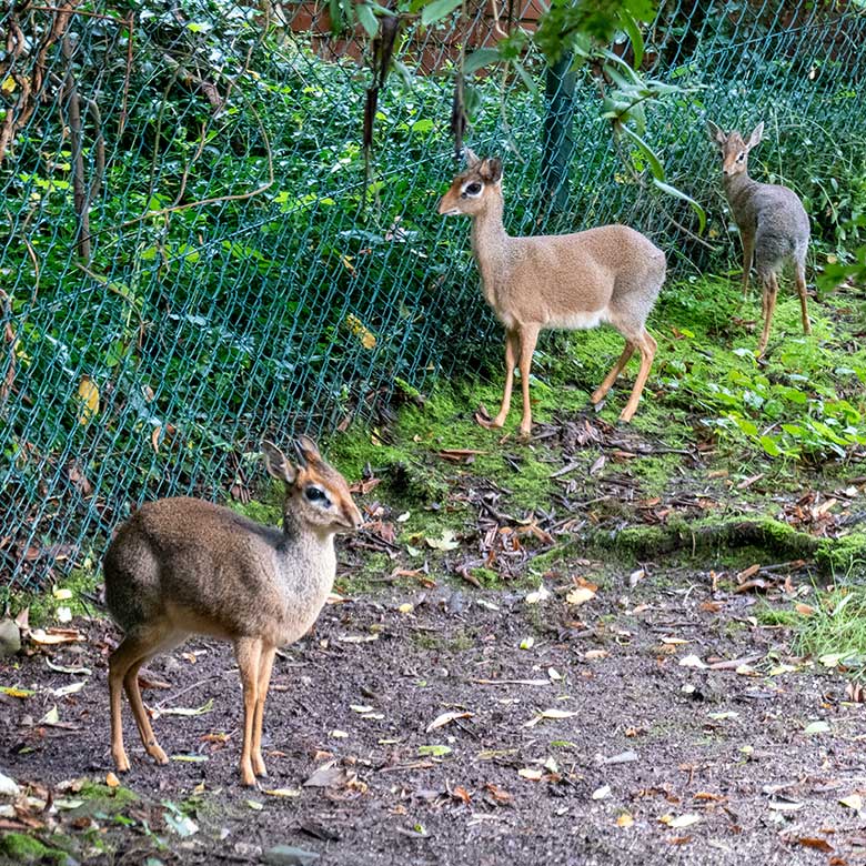 Männliches Kirk-Dikdik und weibliches Kirk-Dikdik mit Kirk-Dikdik-Jungtier am 2. September 2023 auf der Außenanlage im Grünen Zoo Wuppertal