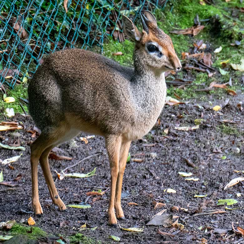 Männliches Kirk-Dikdik am 2. September 2023 auf der Außenanlage im Zoo Wuppertal