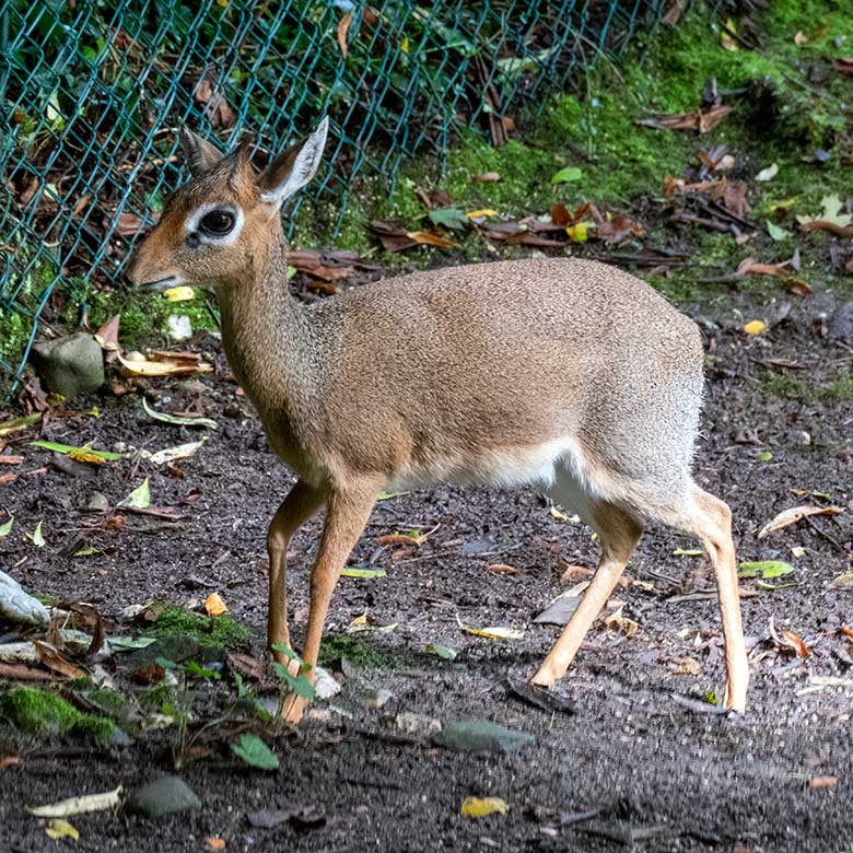 Weibliches Kirk-Dikdik am 2. September 2023 auf der Außenanlage im Wuppertaler Zoo