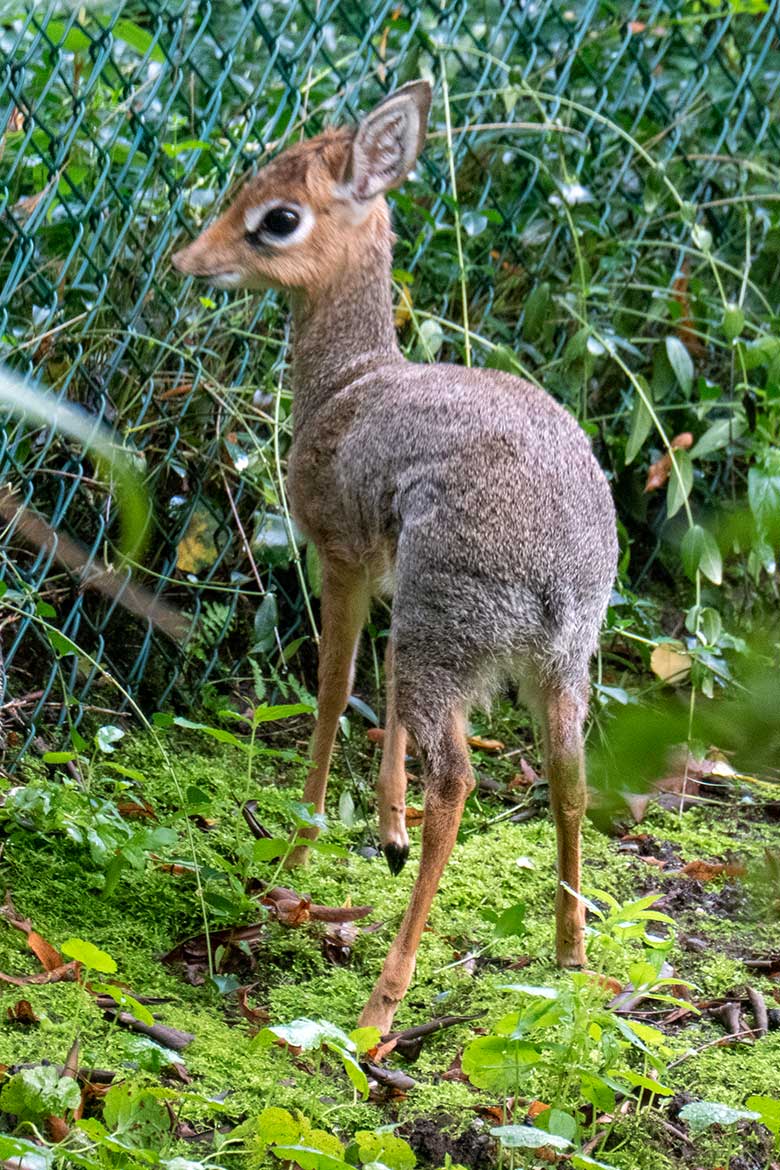 Weibliches Kirk-Dikdik-Jungtier am 2. September 2023 auf der Außenanlage im Zoologischen Garten Wuppertal