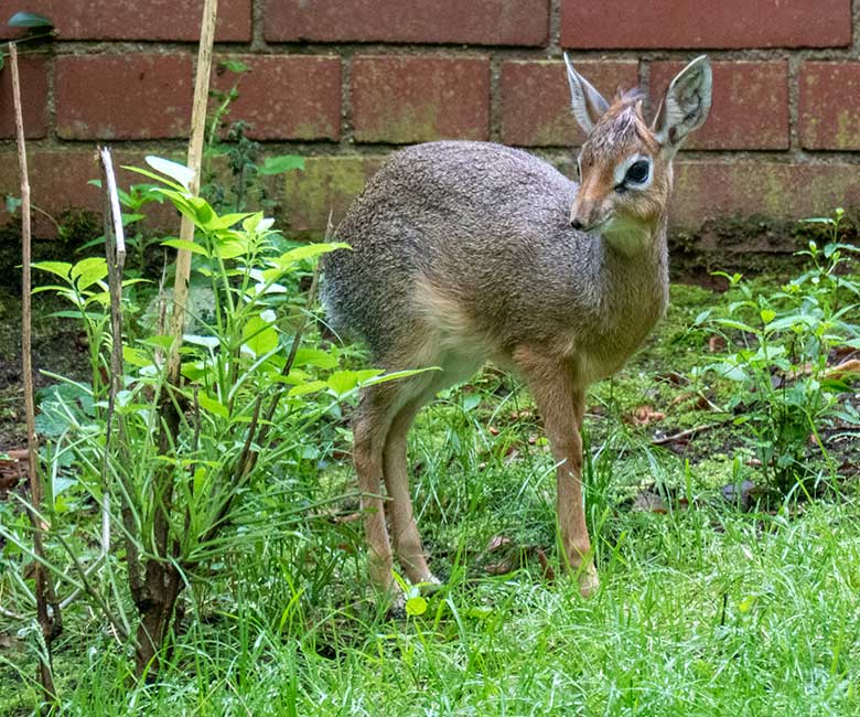 Weibliches Kirk-Dikdik-Jungtier am 2. September 2023 auf der Außenanlage im Grünen Zoo Wuppertal