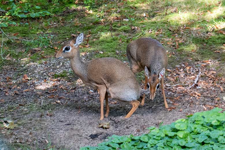 Weibliches Kirk-Dikdik und männliches Kirk-Dikdik am 26. September 2023 auf der Außenanlage im Zoologischen Garten der Stadt Wuppertal