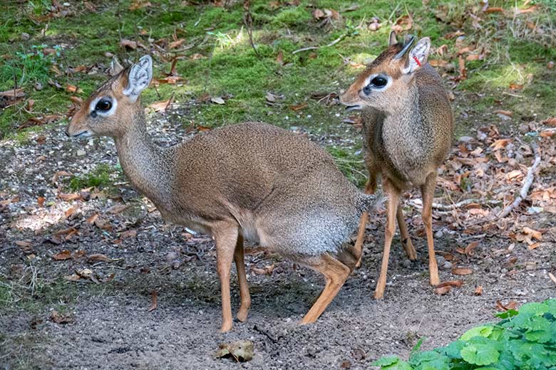 Weibliches Kirk-Dikdik und männliches Kirk-Dikdik am 26. September 2023 auf der Außenanlage im Wuppertaler Zoo