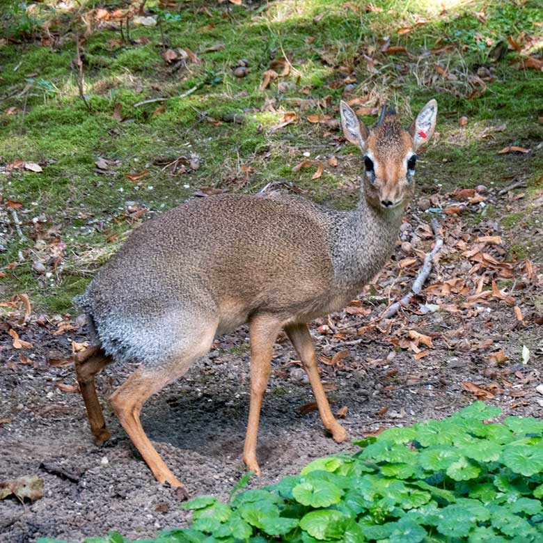 Adultes Männliches Kirk-Dikdik am 26. September 2023 auf der Außenanlage im Zoo Wuppertal