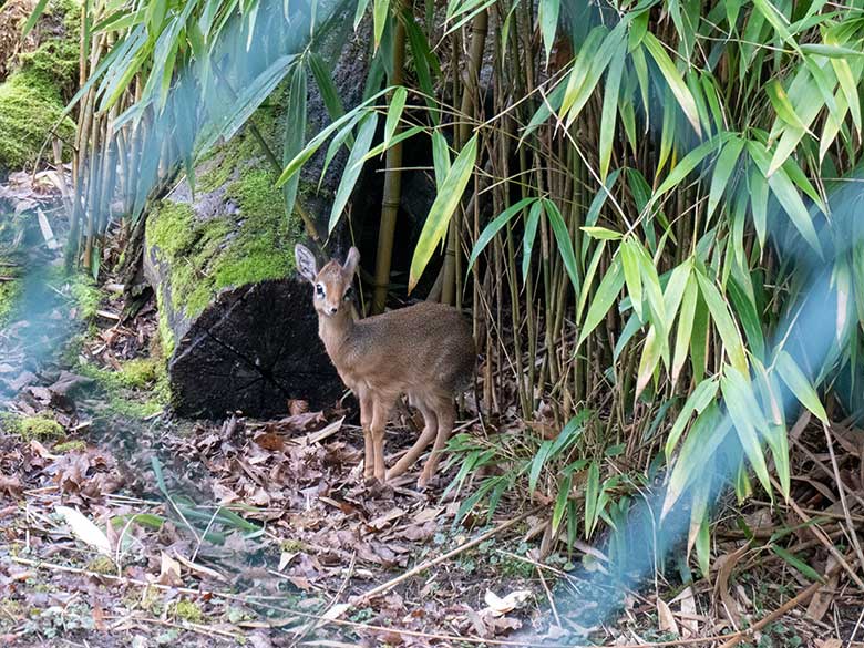 Das am 26. Januar 2025 geborene männliche Kirk-Dikdik-Jungtier am 14. Februar 2025 auf der Außenanlage im Grünen Zoo Wuppertal