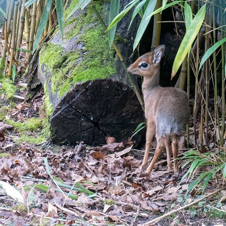 Das am 26. Januar 2025 geborene männliche Kirk-Dikdik-Jungtier am 14. Februar 2025 auf der Außenanlage im Wuppertaler Zoo