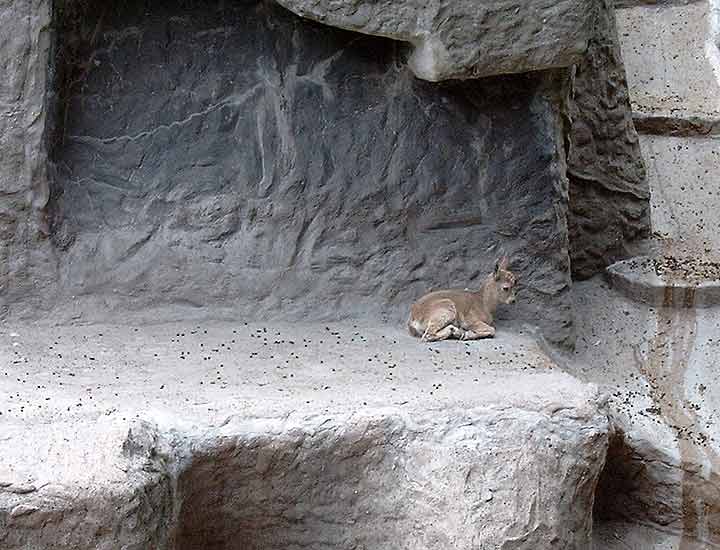 Junger sibirischer Steinbock im Zoo Wuppertal im Juni 2003