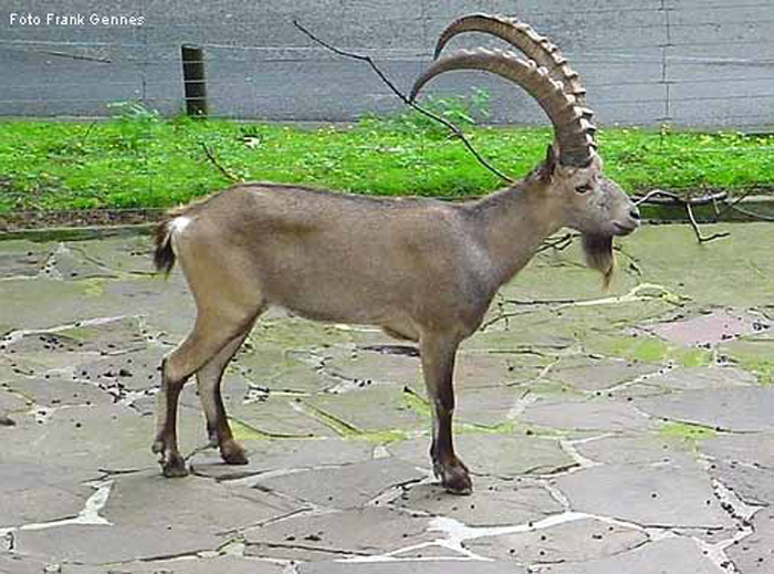 Sibirischer Steinbock im Wuppertaler Zoo im Juni 2004 (Foto Frank Gennes)