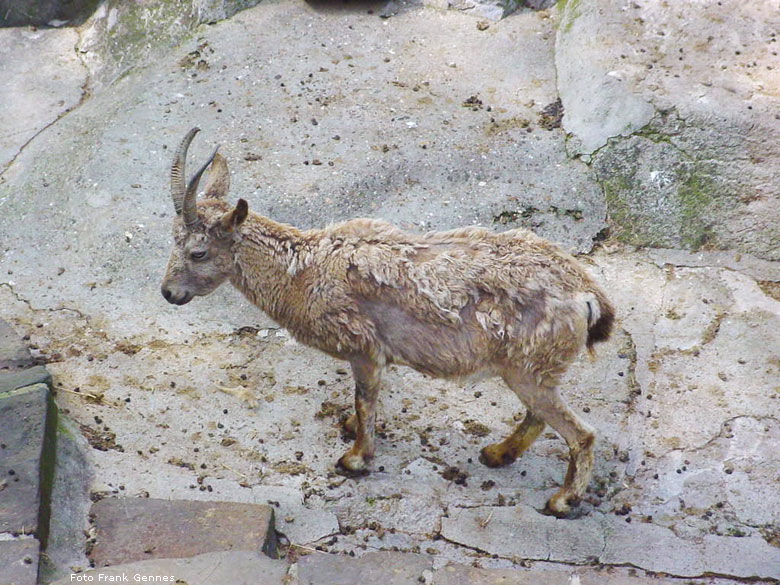 Junger Sibirischer Steinbock im Wuppertaler Zoo im Mai 2008 (Foto Frank Gennes)