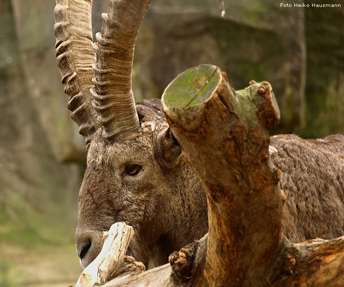 Sibirischer Steinbock im Wuppertaler Zoo im Oktober 2008 (Foto Heiko Hausmann)