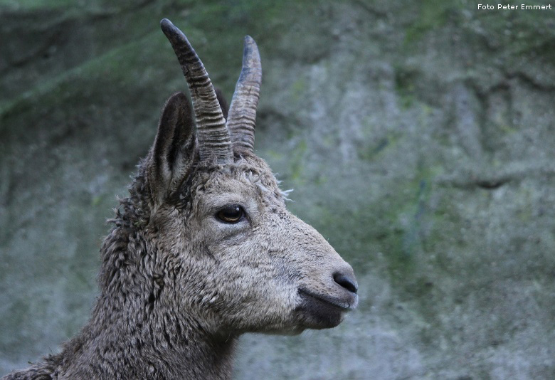 Sibirischer Steinbock im Zoo Wuppertal im Dezember 2008 (Foto Peter Emmert)