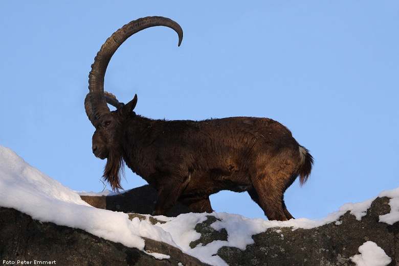 Sibirischer Steinbock im Wuppertaler Zoo im Januar 2009 (Foto Peter Emmert)