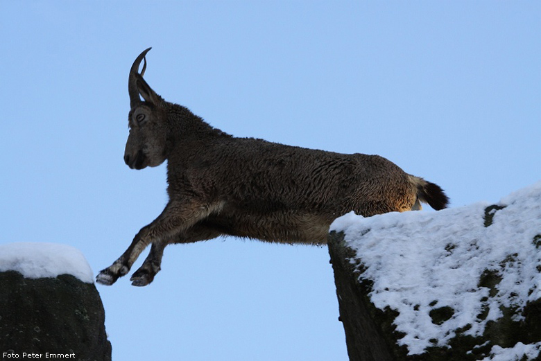 Sibirischer Steinbock im Zoo Wuppertal im Januar 2009 (Foto Peter Emmert)