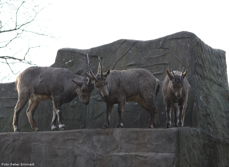 Sibirische Steinböcke im Wuppertaler Zoo im Januar 2009 (Foto Peter Emmert)