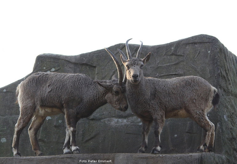 Sibirische Steinböcke im Zoologischen Garten Wuppertal im Januar 2009 (Foto Peter Emmert)