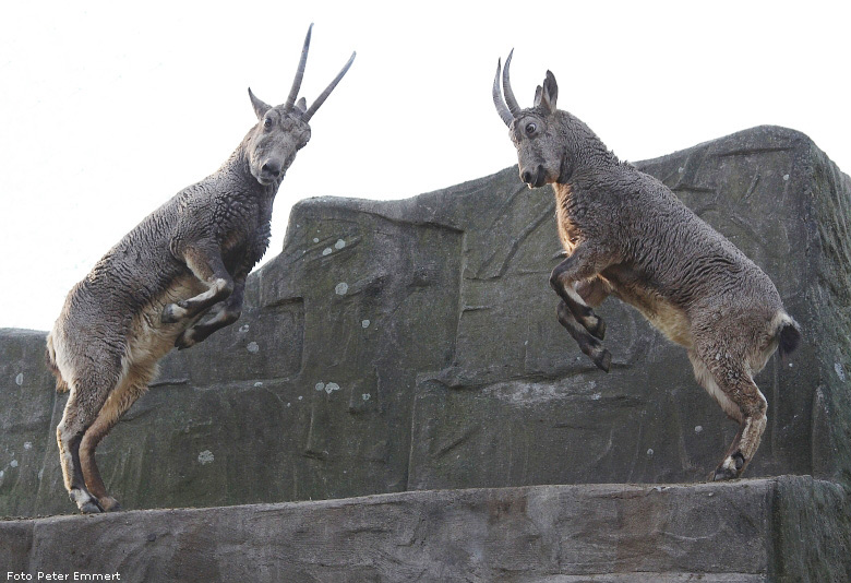 Sibirische Steinböcke im Wuppertaler Zoo im Januar 2009 (Foto Peter Emmert)