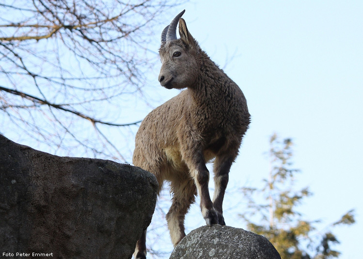 Sibirischer Steinbock im Zoo Wuppertal im Januar 2009 (Foto Peter Emmert)