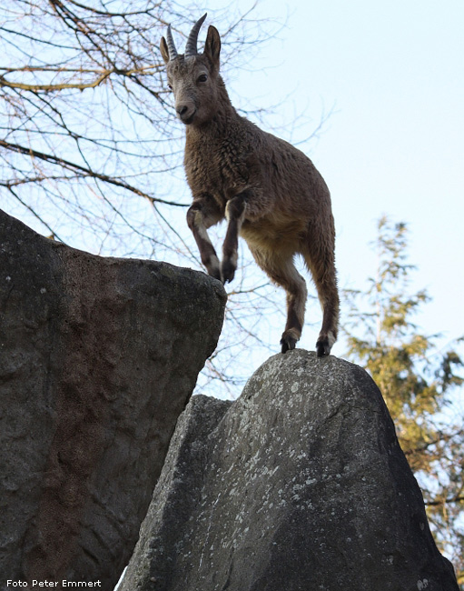 Sibirischer Steinbock im Zoologischen Garten Wuppertal im Januar 2009 (Foto Peter Emmert)