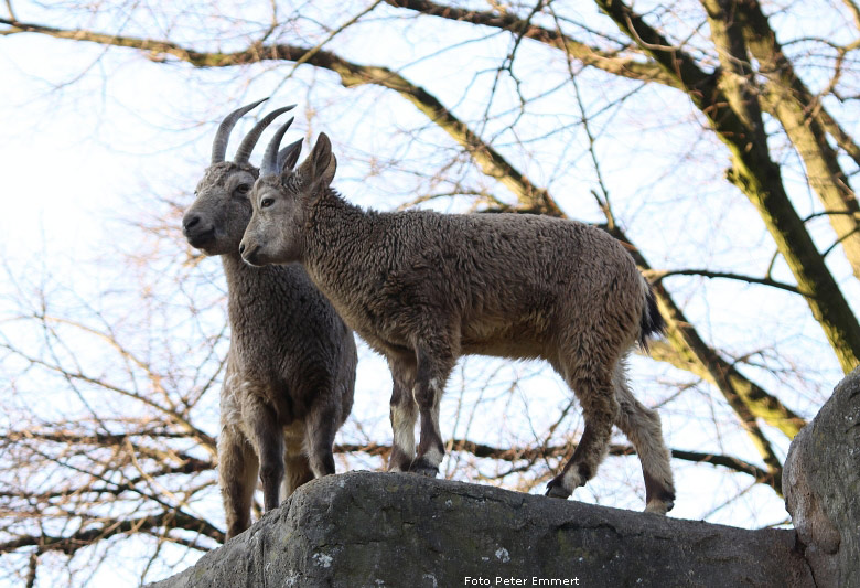 Sibirische Steinböcke im Zoo Wuppertal im Januar 2009 (Foto Peter Emmert)