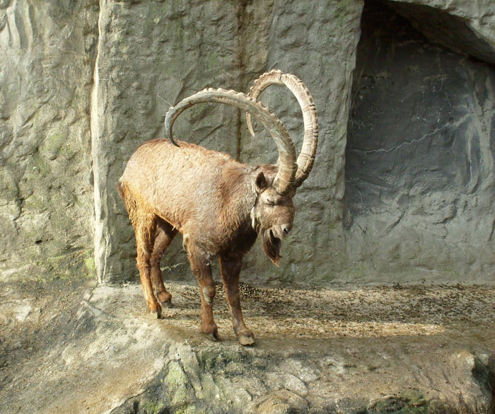 Sibirischer Steinbock im Wuppertaler Zoo im Februar 2009