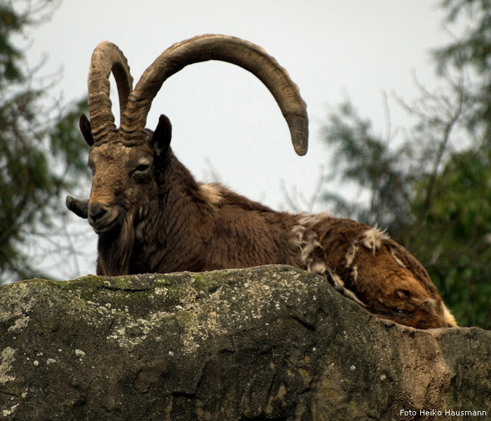 Sibirischer Steinbock im Wuppertaler Zoo im März 2010 (Foto Heiko Hausmann)