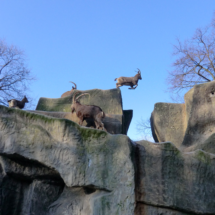 Sibirischer Steinbock im Wuppertaler Zoo im Februar 2012