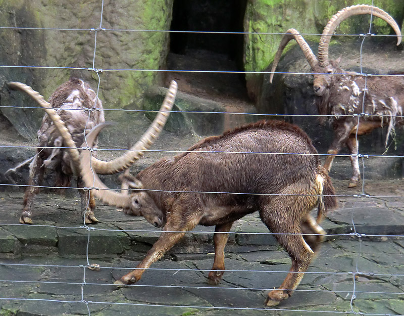 Sibirischer Steinbock im Wuppertaler Zoo im Februar 2012