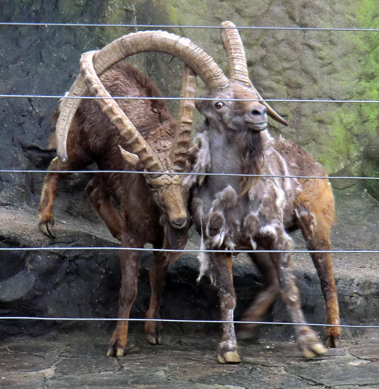 Sibirischer Steinbock im Wuppertaler Zoo im Februar 2012