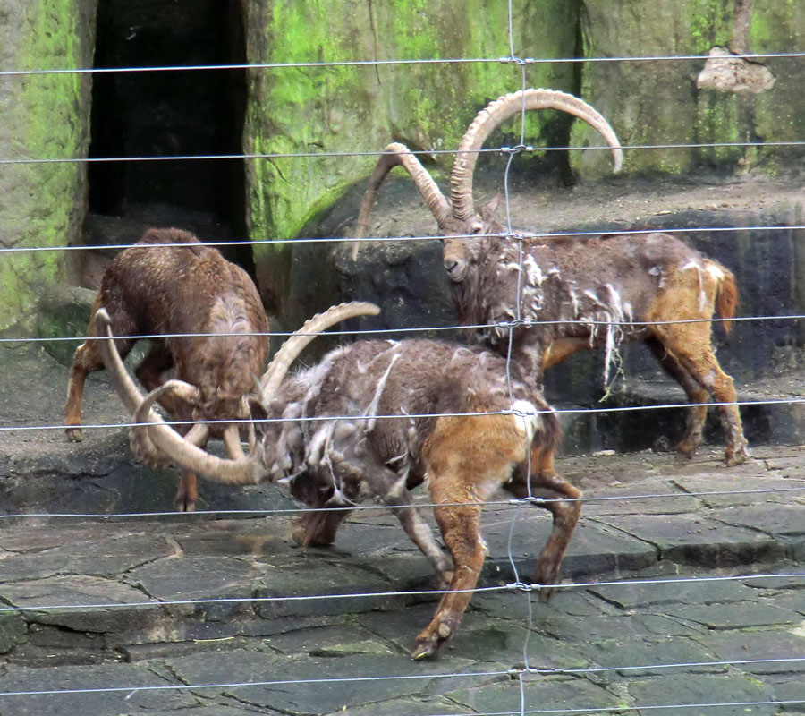 Sibirischer Steinbock im Zoologischen Garten Wuppertal im Februar 2012