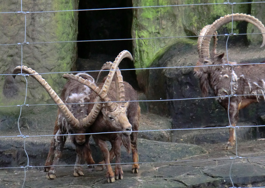 Sibirischer Steinbock im Zoo Wuppertal im Februar 2012