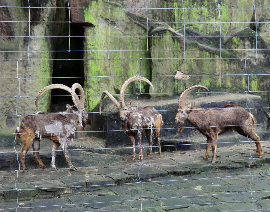 Sibirischer Steinbock im Wuppertaler Zoo im Februar 2012