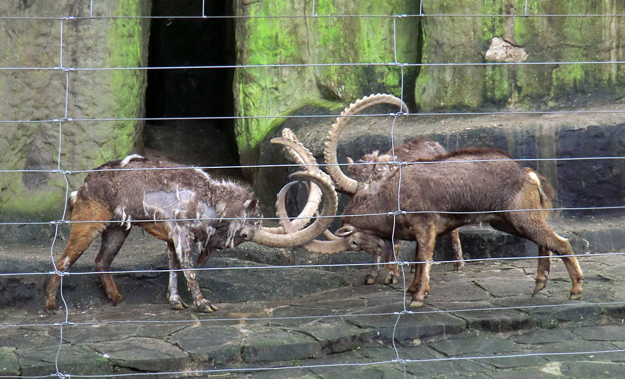 Sibirischer Steinbock im Zoo Wuppertal im Februar 2012