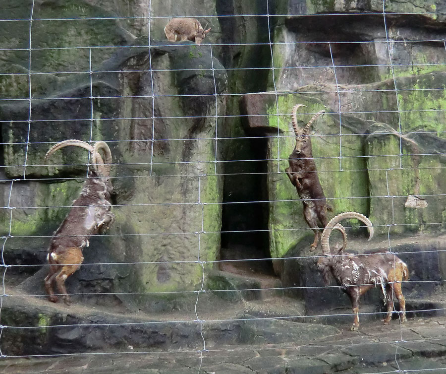 Sibirischer Steinbock im Wuppertaler Zoo im Februar 2012