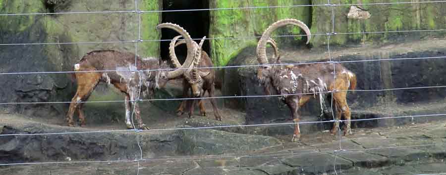 Sibirischer Steinbock im Zoo Wuppertal im Februar 2012