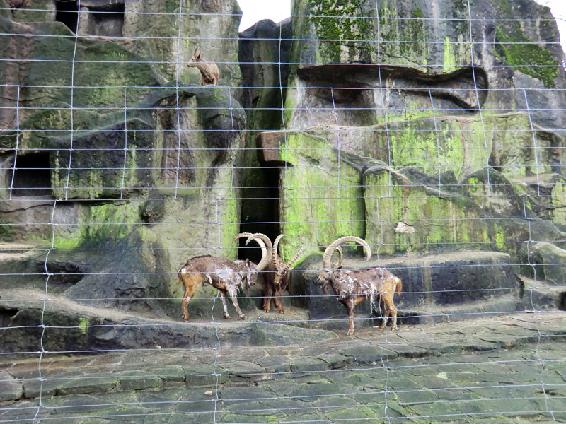 Sibirischer Steinbock im Zoologischen Garten Wuppertal im Februar 2012